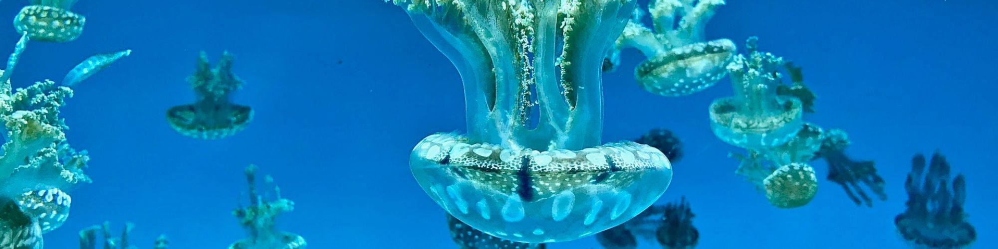 The image shows multiple jellyfish floating gracefully in clear blue water, showcasing their translucent bodies and umbrella-like shapes.