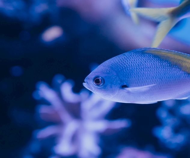 A small fish swims through a vibrant underwater scene, with corals and other marine life in the background, lit by blue lighting.