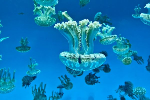 The image shows a group of jellyfish swimming in clear blue water. They appear to be in various sizes and patterns, floating gracefully.