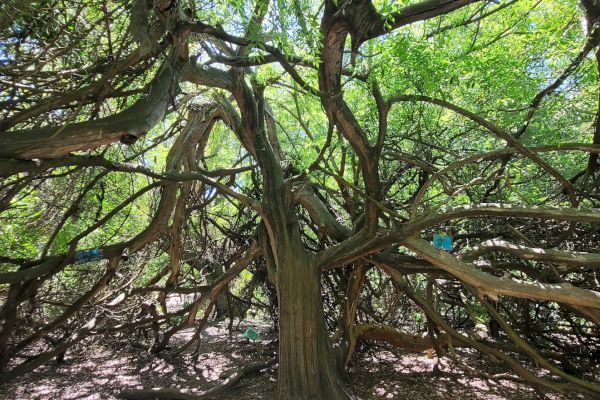 A large, sprawling tree with numerous twisting branches under a bright green canopy in a sunlit area.